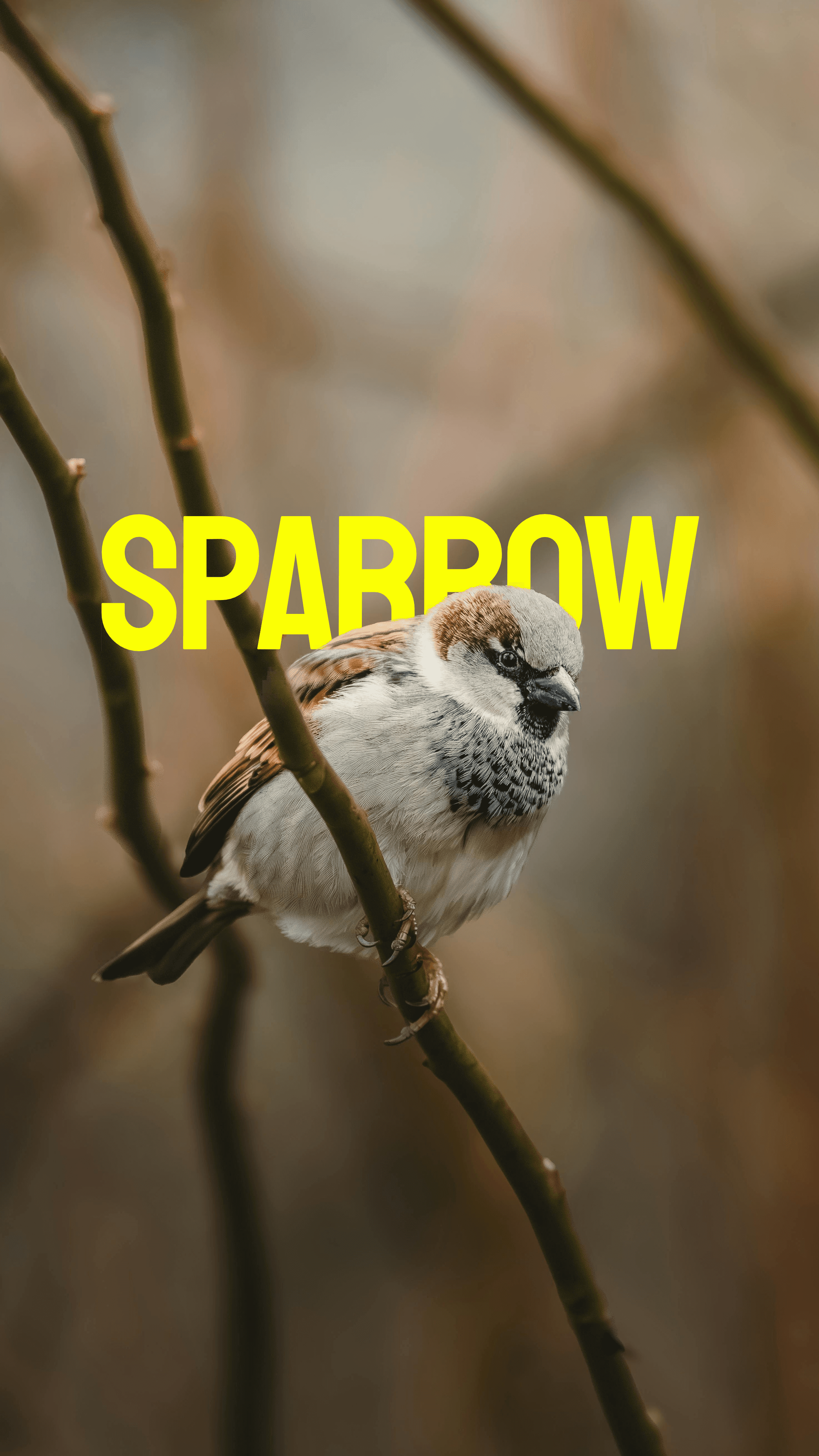 Sparrow with animated text-behind effect
